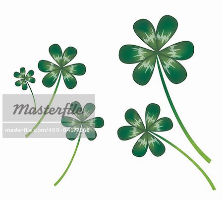 green clover leaf on the white background