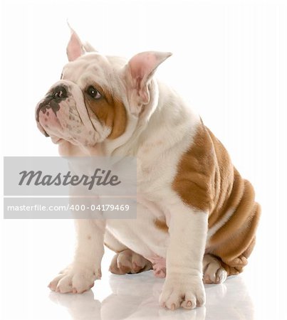 english bulldog puppy with ears standing straight up - three months old