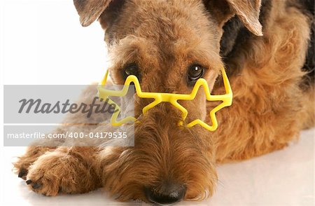 airedale terrier wearing star shaped glasses with reflection on white background