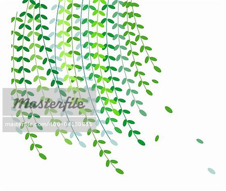 Willow leaves in a white background,used as texture