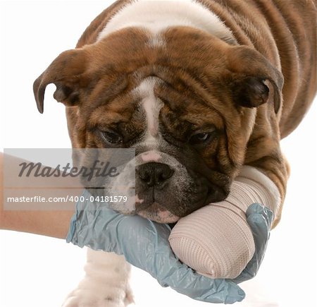 gloved hand holding on to wounded paw of english bulldog puppy on white background