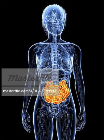 3d rendered illustration of a female anatomy with highlighted small intestine