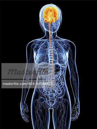 3d rendered illustration of a female anatomy with highlighted brain