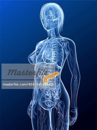 3d rendered illustration of a female anatomy with highlighted pancreas