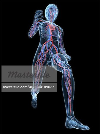 3d rendered illustration of female skeleton with vascular system