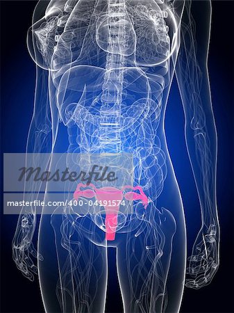 3d rendered illustration of a female anatomy with highlighted uterus