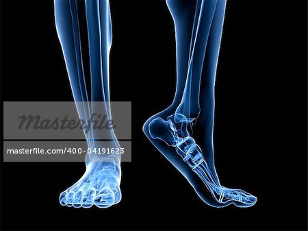 3d rendered illustration of transparent foots with healthy ankles