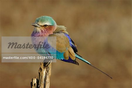 Lilac-breasted Roller perched on stump