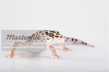 Gecko reptile lizard