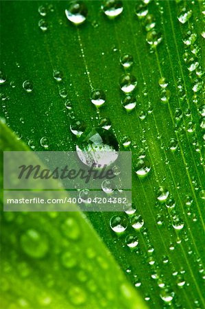 macro picture of water drops on fresh green leaf