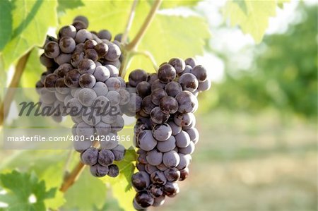 Agriculture wine red grapefruit field in Spain