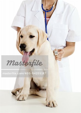 Young female veterinary caring of a cute beautiful dog