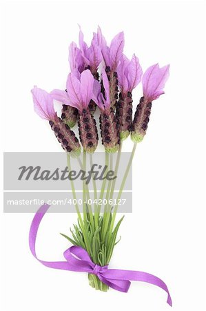 Lavender herb flower posy tied with a purple ribbon, isolated over white background. Lavandula.