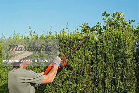 Gardener pruning a hedge with an electric pruner