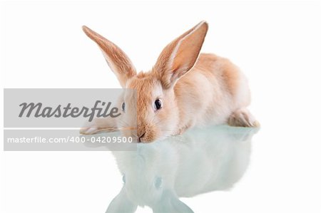 beautiful bunny lying opposite, isolated on white background, with reflexion. Studio shot