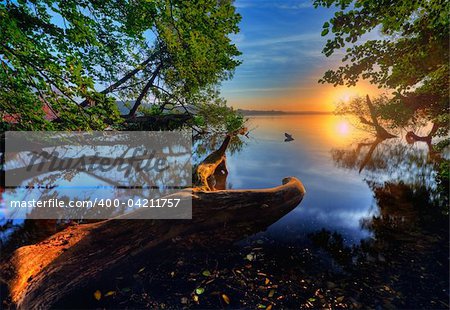 sunrise at the lake with old trees lying out in the water