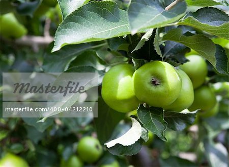 Lush green tree with vivid green apples