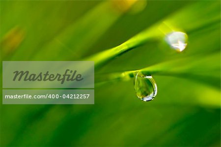 The water drop on a grass