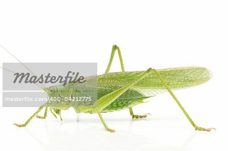grasshopper from side on white background