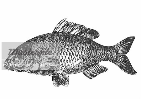 Fish carp illustration, antique graphik, isolated on white background, full scalable vector graphic included Eps v8 and 300 dpi JPG.