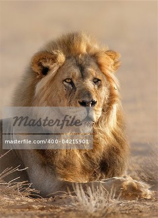 Close-up portrait of a male lion; panthera leo; Kalahari desert; South Africa