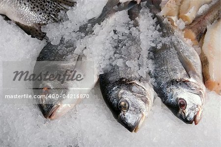 The Dorado fish on a ice background