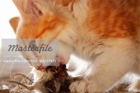 A cat eating a bird it has caught - motion blur on cat's head