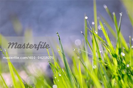 Water drops on grass at morning