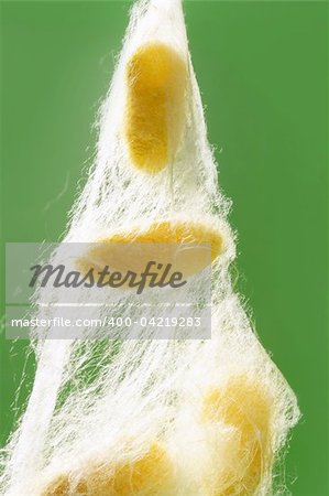 yellow silkworm cocoon over green on silk worm net