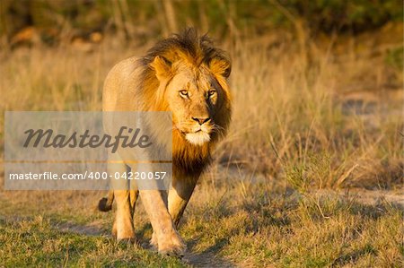A large male lion walks up a dirt road in a nature reserve. Photo taken in Eastern Cape nature reserve, Republic of South Africa.