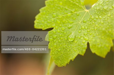 Lustrous Green Grape Leaf with Water Drops Macro Image.