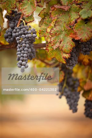 Lush, Ripe Wine Grapes on the Vine Ready for Harvest.