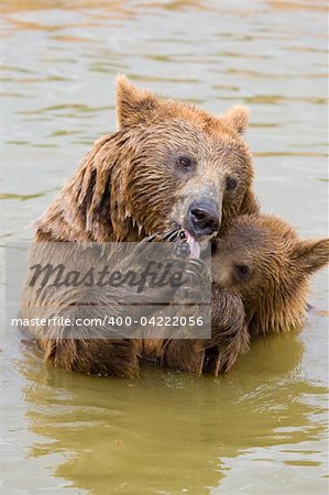 Brown Bear Mother and Her Cub Eating Grapes in the Water