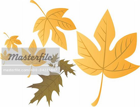 Autumn leafs illustration