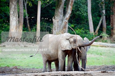 The elephant splashes water. The African Forest Elephant (Loxodonta cyclotis) is a forest dwelling elephant of the Congo Basin.