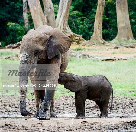 The elephant calf drinks milk at mum.The African Forest Elephant (Loxodonta cyclotis) is a forest dwelling elephant of the Congo Basin.