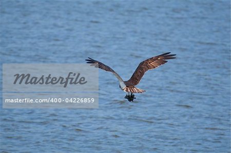 Osprey (Pandion haliaetus) with a captured fish