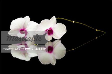small branch of beautiful white dendrobium orchid with dark purple centers on black reflective surface