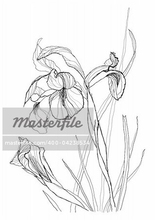 Iris flower drawing on white background