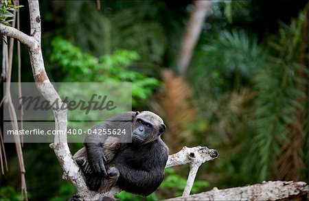 Portrait of the adult male of a chimpanzee at a short distance on  tree, against green jungle.
