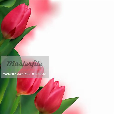 Tulip flowers forming an abstract border, isolated over white background with copy space. EPS 8 vector file included