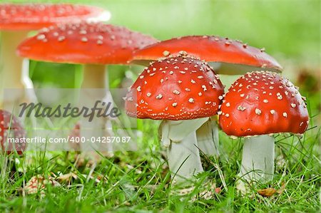 group of fly agaric in grassland