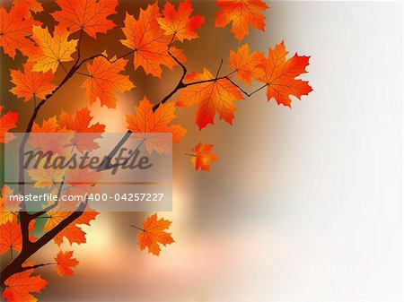 Autumn colors maple tree. EPS 8 vector file included
