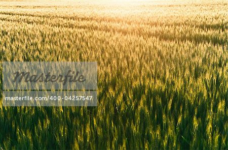 a detailed photo of a field at sunset time