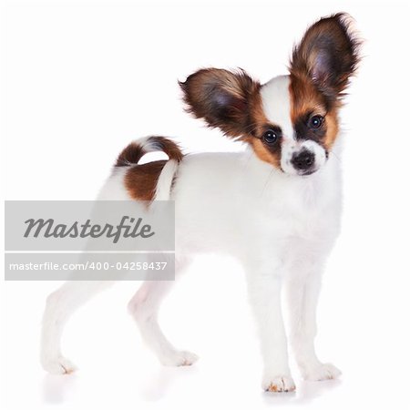Papillon puppy isolated on a white background