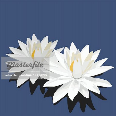 Vector illustration of lotus is isolated on blue background