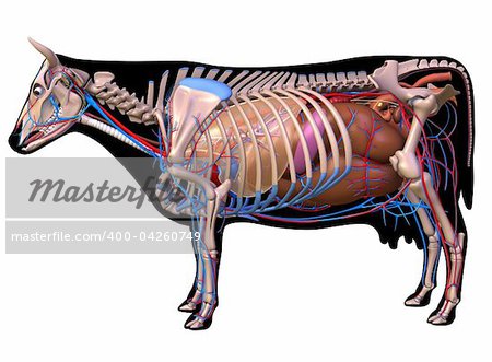 Anatomy of a cow.
