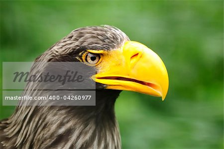 Eagle closeup of head (Haliaeetus pelagicus)