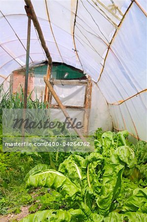 Home garden chard vegetables in family greenhouse Spain