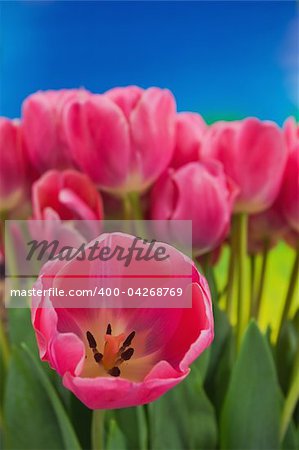 Bouquet of the fresh pink tulips on the blue background